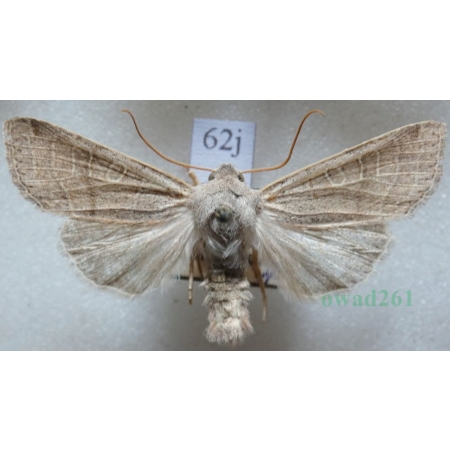 Agrochola humilis (Denis & Schiffermüller, 1775) Czech62j